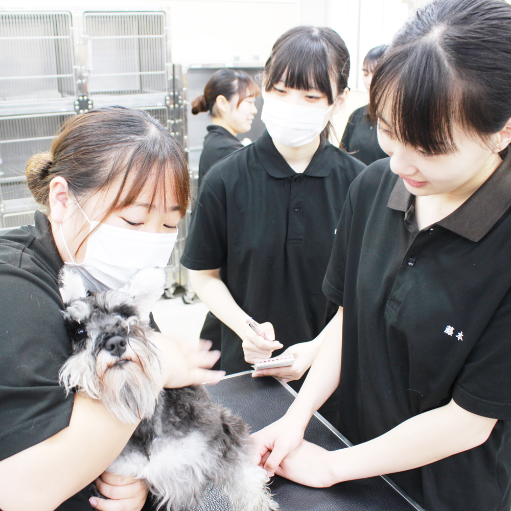 トリマー科2年生の看護実習